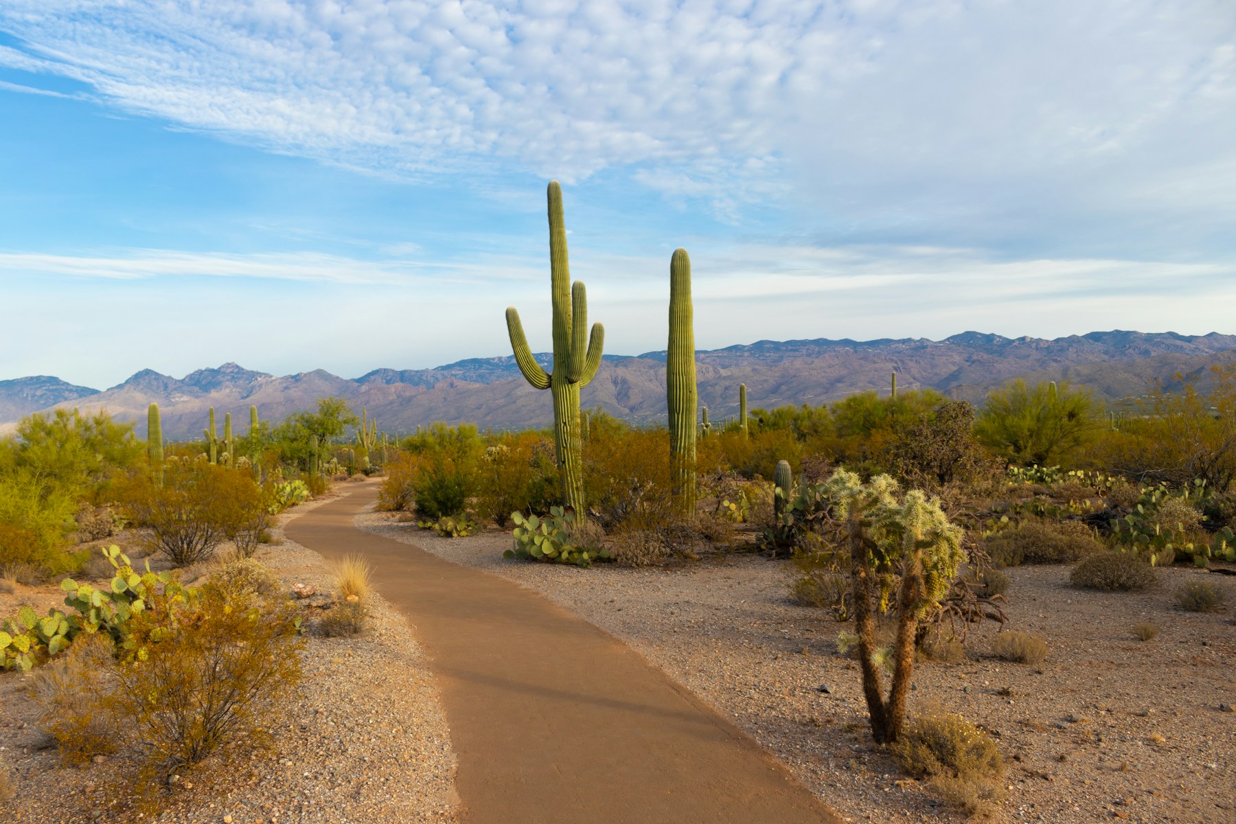 Arizona landscape