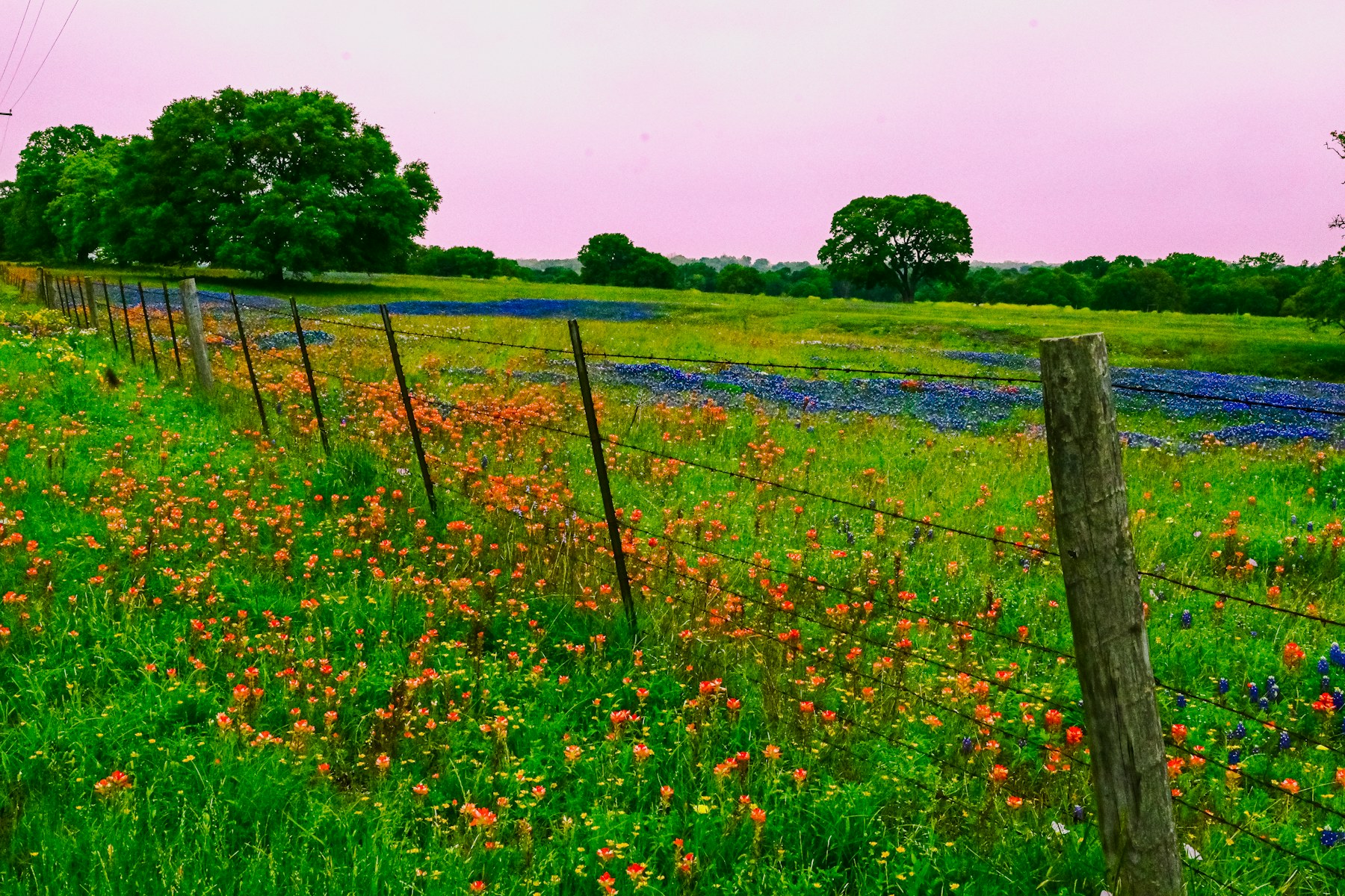 Texas landscape